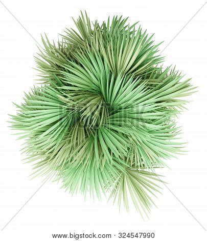 Sabal Palm Tree Isolated On White Background. Top View. 3d Illustration