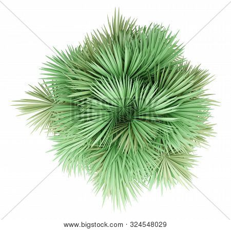 Sabal Palm Tree Isolated On White Background. Top View. 3d Illustration