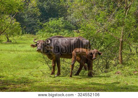 Buffalo With A Calf At The Edge Of The Forest. Sri Lanka