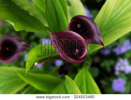 Purple Calla Lilies Bloom In The Yard. Top View
