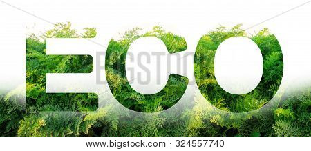 Eco Word On The Background Of Green Leaves Of Carrots. Plantation. Agriculture. Harvest. Environment