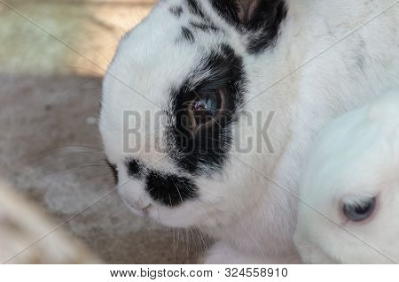 A Close Up View Of A White Rabbit With Black Markings On Its Face And Ears