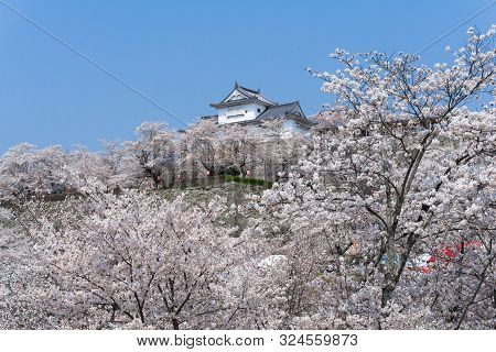 Tsuyama Castle With Sakura Blooming Season