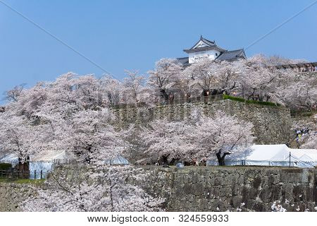 Tsuyama Castle With Sakura Blooming Season
