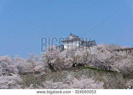 Tsuyama Castle With Sakura Blooming Season
