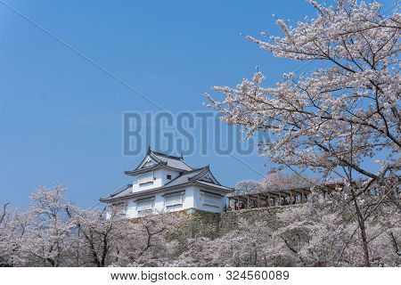 Tsuyama Castle With Sakura Blooming Season