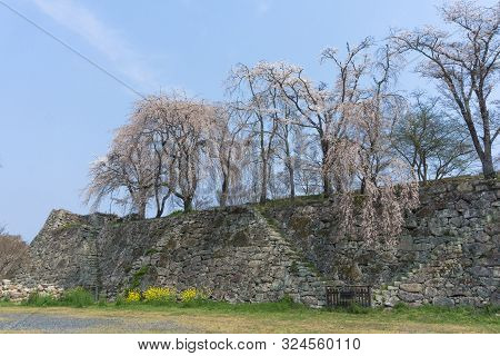 Tsuyama Castle With Sakura Blooming Season