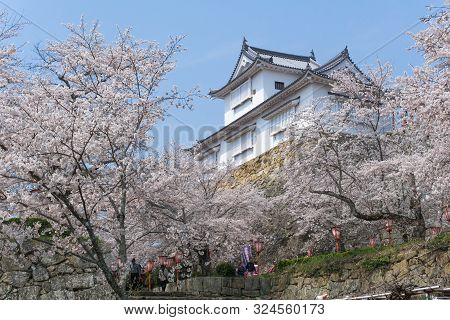 Tsuyama Castle With Sakura Blooming Season
