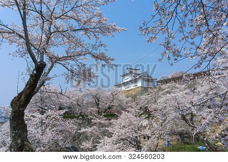 Tsuyama Castle With Sakura Blooming Season
