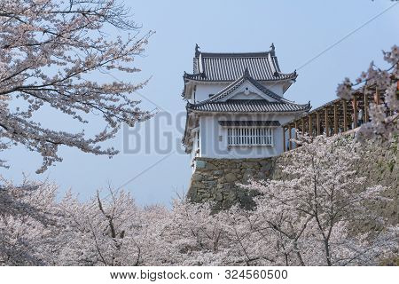 Tsuyama Castle With Sakura Blooming Season