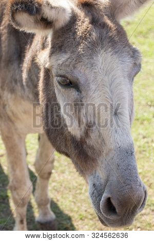 A Close Up View Of A Donkey On A Farm