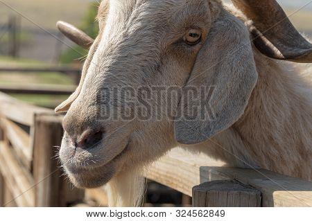 A Close Up View Of A Goat Waiting To Be Feed