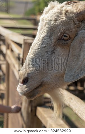 A Close Up View Of A Billy Goats Mouth