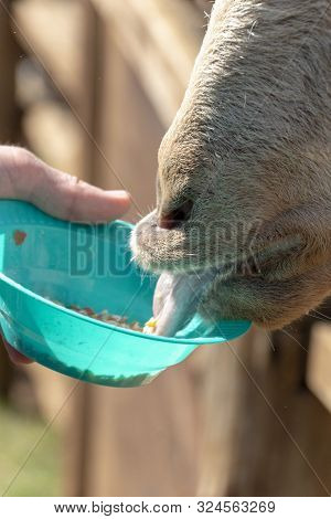 A Close Up View Of A Billy Goats Mouth Eating Out A Plastic Bowl