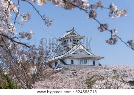 Nagahama Castle With Sakura Blooming Season