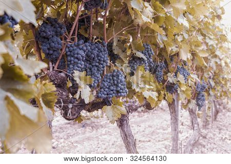Close Up With Grape Ready For Harvest.