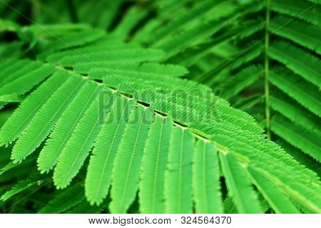 Vegetable And Herb, Close Up Of Fresh Acacia Pennata Or Climbing Wattle Plants In A Kitchen Garden. 