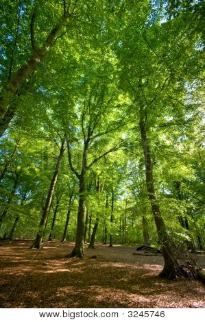 Forêt de l'été de Bright