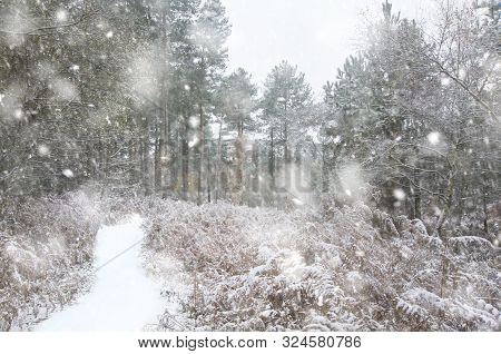 Beautiful Path Through Forest With  Snow On Ground And Autumn Color On Trees In Heavy Snow Storm