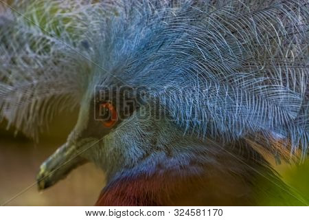 Scheepmaker's Crowned Pigeon Face In Closeup, Vulnerable Bird Specie From New Guinea