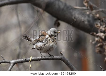 Fieldfare, (turdus Pilaris)
