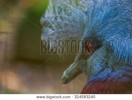 Closeup Of The Face Of A Scheepmaker's Crowned Pigeon, Vulnerable Bird Specie From New Guinea