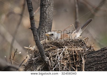 Fieldfare, (turdus Pilaris)