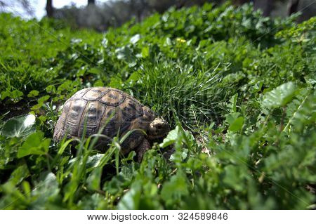 The Turtle Hides In The Grass Among The Flowering Trees On The Golan Heights In The Spring In Israel