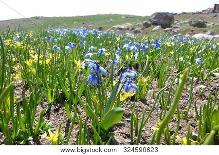 Bloom Of Wild Blue Hyacinths Near The Ruins Of Amberd Fortress In Spring In Armenia