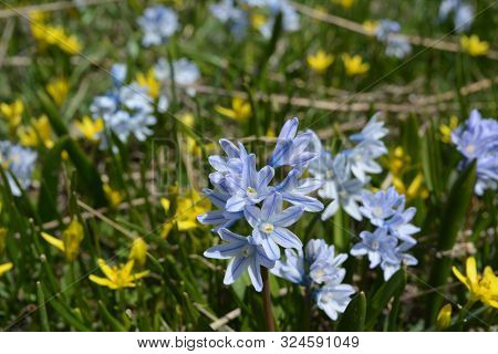 Bloom Of Wild Blue Hyacinths Near The Ruins Of Amberd Fortress In Spring In Armenia