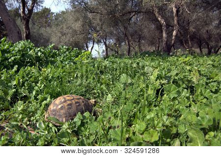 The Turtle Hides In The Grass Among The Flowering Trees On The Golan Heights In The Spring In Israel