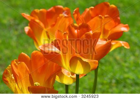 Orange tulipaner