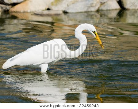 Great White Egret
