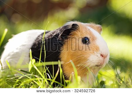 Guinea Pig (cavia Porcellus) Is A Popular Household Pet.