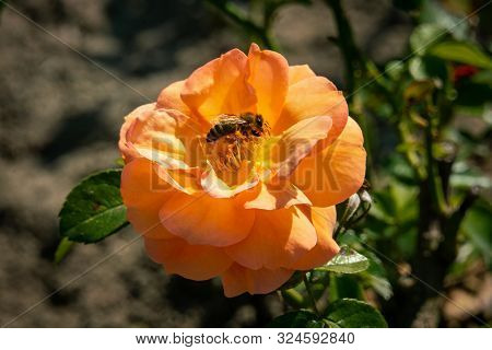 Colourful Portrait Of A Honey Bee Collecting Pollen On An Orange Aprikola Rose Flower Head In Bright