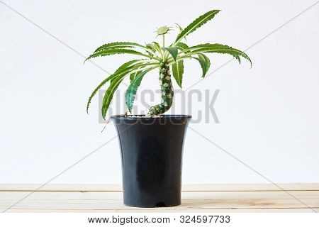 Beautiful Dorstenia Cactus Flower In Flowerpot On White Background