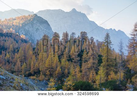 Alpine Autumn Landscape With Yellow Larch Forest, Near Kranjska Gora, Julian Alps, Slovenia, Europe
