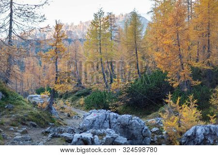 Alpine Autumn Landscape With Yellow Larch Forest, Near Kranjska Gora, Julian Alps, Slovenia, Europe