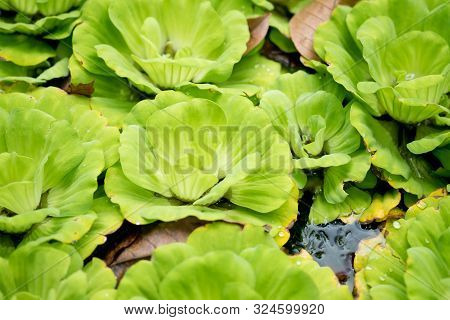 Hydrophyte Floating On The Water For Background