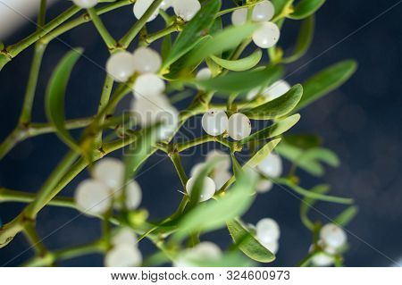 Mistletoe Branch On A Dark Gray Background