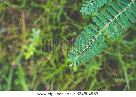 The Agasta Leaves Or Sesban Or Vegetable Humming Bird Or Humming Bird Tree Or Butterfly Tree Or Agat
