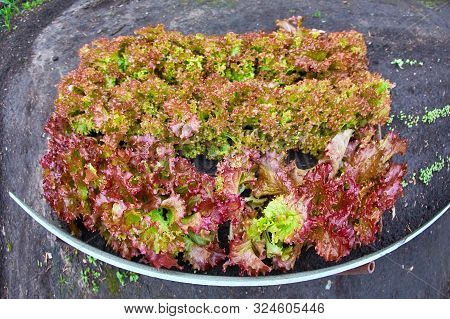 Red And Green Coral Salad, Salad Organic Hydroponic Farm, Green Salad Vegetable Leaf, Red Leaf Lettu