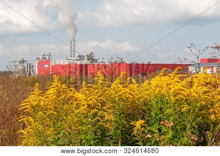 Ufa, Russia, 08/14/2019: Yellow Bushes Of Solidago Nemoralis On A Summer Day, Against The Backdrop O