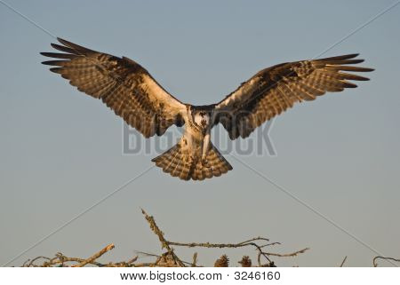 Osprey Hawk