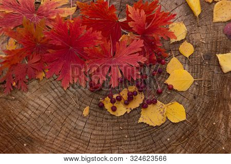 Autumn Red Berries Along With Red And Yellow Leaves Are Shot From Above On A Sawn Tree.