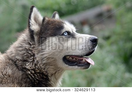 Arctic Malamute With Blue Eyes Muzzle Portrait Close Up. This Is A Fairly Large Dog Native Type