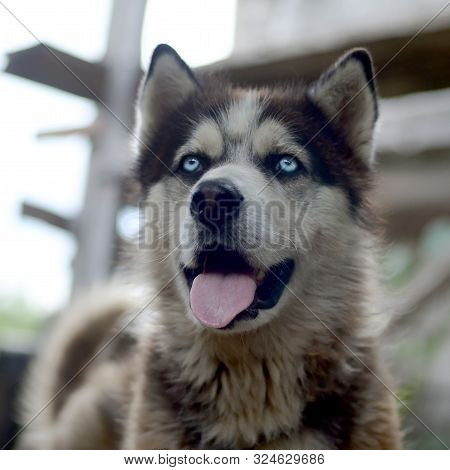 Arctic Malamute With Blue Eyes Muzzle Portrait Close Up. This Is A Fairly Large Dog Native Type
