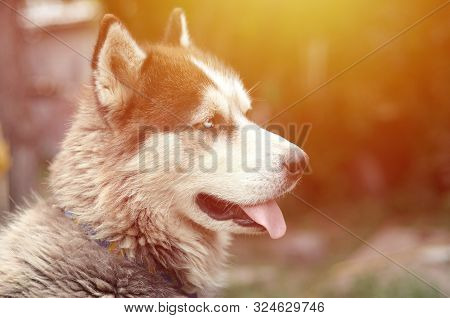 Arctic Malamute With Blue Eyes Muzzle Portrait Close Up. This Is A Fairly Large Dog Native Type
