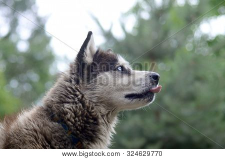 Arctic Malamute With Blue Eyes Muzzle Portrait Close Up. This Is A Fairly Large Dog Native Type