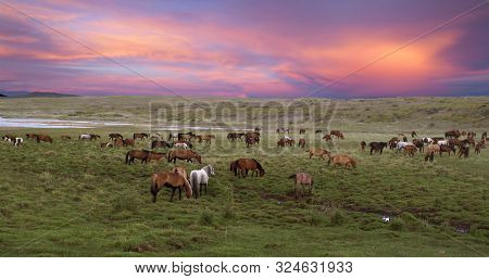 Landscape. Horses Graze In The Meadow During Sunset. Siberia. Republic Of Tuva. Russia.